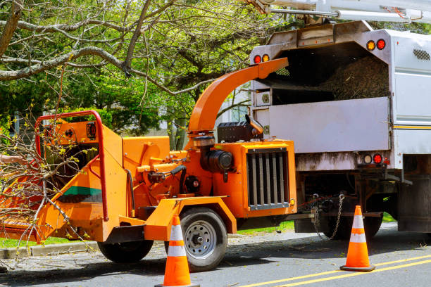 Best Emergency Storm Tree Removal  in Escobares, TX